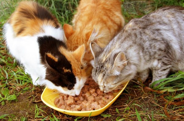 Feed the Community Kitties - The Irritable Pelican Artisan Gallery