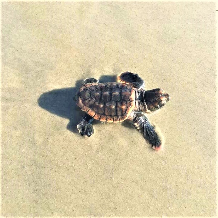 The Tybee Turtle Project