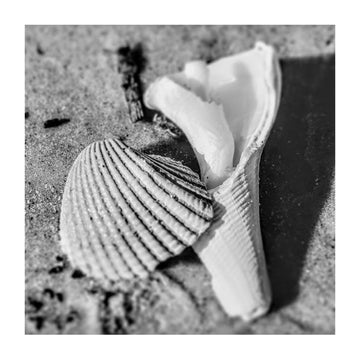 "Black and White Shells" - The Irritable Pelican Artisan Gallery