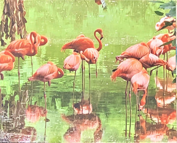 "Caribbean Flamingos" - The Irritable Pelican Artisan Gallery